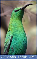 Cliquez sur l'image pour la voir en taille relle

Nom : Malachite_Sunbird,_Nectarinia_famosa,_at_Kloofendal_Nature_Reserve,_Johannesburg,_South_Africa._.jpg
Affichages : 59
Taille : 155,2 Ko
ID : 116980