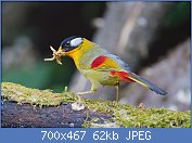 Cliquez sur l'image pour la voir en taille relle

Nom : 1280px-Leiothrix_argentauris_-_Mae_Wong.jpg
Affichages : 59
Taille : 61,8 Ko
ID : 112851