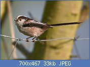 Cliquez sur l'image pour la voir en taille relle

Nom : Long-tailed_Tit_Aegithalos_caudatus.jpg
Affichages : 25
Taille : 32,9 Ko
ID : 97423