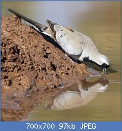 Cliquez sur l'image pour la voir en taille relle

Nom : Namaqua_dove,_Oena_capensis,_at_Mapungubwe_National_Park,_Limpopo,_South_Africa_(17466590754).jpg
Affichages : 94
Taille : 97,0 Ko
ID : 119205