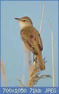 Cliquez sur l'image pour la voir en taille relle

Nom : Drosselrohrsnger_Great_reed_warbler.jpg
Affichages : 103
Taille : 71,3 Ko
ID : 111224