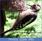 Cliquez sur l'image pour la voir en taille relle

Nom : Dendrocopos_major_-bird_feeder-5.jpg
Affichages : 43
Taille : 120,6 Ko
ID : 113554