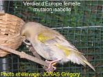 Cliquez sur l'image pour la voir en taille relle

Nom : verdier europe isabelle femelle.JPG
Affichages : 332
Taille : 84,8 Ko
ID : 12930