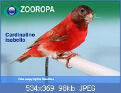 Cliquez sur l'image pour la voir en taille relle

Nom : cardinalino-isabella.jpg
Affichages : 273
Taille : 98,4 Ko
ID : 123220