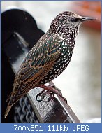 Cliquez sur l'image pour la voir en taille relle

Nom : Common_starling_in_london.jpg
Affichages : 58
Taille : 110,9 Ko
ID : 112475