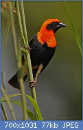 Cliquez sur l'image pour la voir en taille relle

Nom : Flickr_-_Rainbirder_-_Black-winged_Red_Bishop_(Euplectes_hordeaceus).jpg
Affichages : 253
Taille : 77,4 Ko
ID : 123065