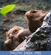 Cliquez sur l'image pour la voir en taille relle

Nom : Roosting_Oilbirds.jpg
Affichages : 62
Taille : 106,3 Ko
ID : 120330