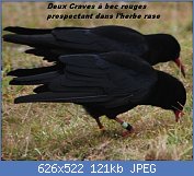 Cliquez sur l'image pour la voir en taille relle

Nom : Two_Red-billed_Chough.jpg
Affichages : 87
Taille : 120,8 Ko
ID : 113777