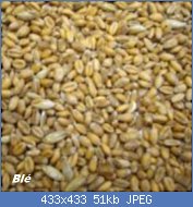 Cliquez sur l'image pour la voir en taille relle

Nom : graines-germees-ble-150x150.jpg
Affichages : 264
Taille : 50,7 Ko
ID : 121760
