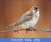 Cliquez sur l'image pour la voir en taille relle

Nom : Speckle-fronted_Weaver_RWD4.jpg
Affichages : 90
Taille : 52,8 Ko
ID : 122772