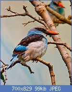 Cliquez sur l'image pour la voir en taille relle

Nom : 800px-BlueBreastedKingfisher.jpg
Affichages : 72
Taille : 98,8 Ko
ID : 118768