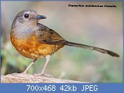 Cliquez sur l'image pour la voir en taille relle

Nom : 1280px-Copsychus_malabaricus_-_Khao_Yai.jpg
Affichages : 31
Taille : 42,0 Ko
ID : 117237