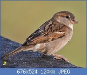 Cliquez sur l'image pour la voir en taille relle

Nom : House_Sparrow_(Passer_domesticus)-_Female_in_Kolkata_I_IMG_3787_(cropped).jpg
Affichages : 73
Taille : 119,8 Ko
ID : 118503