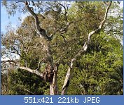 Cliquez sur l'image pour la voir en taille relle

Nom : Eucalyptus camaldulensis ou couvent les Perruches Princesse de Galles.JPG
Affichages : 633
Taille : 221,1 Ko
ID : 74531