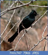 Cliquez sur l'image pour la voir en taille relle

Nom : Phainopepla_nitens_1.jpg
Affichages : 32
Taille : 79,5 Ko
ID : 117249