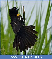 Cliquez sur l'image pour la voir en taille relle

Nom : White-winged_Widowbird_(Euplectes_albonotatus)_(13780526283).jpg
Affichages : 87
Taille : 68,1 Ko
ID : 122768