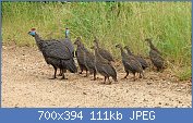 Cliquez sur l'image pour la voir en taille relle

Nom : Helmeted_Guineafowls_(Numida_meleagris)_(6025685232).jpg
Affichages : 72
Taille : 111,5 Ko
ID : 120861