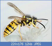 Cliquez sur l'image pour la voir en taille relle

Nom : AD2009Sep09_Vespula_germanica_03.jpg
Affichages : 27
Taille : 12,4 Ko
ID : 112247