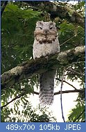 Cliquez sur l'image pour la voir en taille relle

Nom : potoo.jpg
Affichages : 54
Taille : 105,4 Ko
ID : 118661