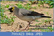 Cliquez sur l'image pour la voir en taille relle

Nom : Wattled_Starling_(Creatophora_cinerea)_(6006108618).jpg
Affichages : 36
Taille : 84,2 Ko
ID : 113341