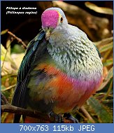 Cliquez sur l'image pour la voir en taille relle

Nom : 800px-Rose-Crowned_Fruit_Dove.jpg
Affichages : 77
Taille : 115,5 Ko
ID : 122443