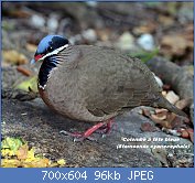 Cliquez sur l'image pour la voir en taille relle

Nom : Blue-headed_quail_dove_(Starnoenas_cyanocephala).jpg
Affichages : 67
Taille : 95,9 Ko
ID : 122449