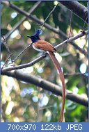 Cliquez sur l'image pour la voir en taille relle

Nom : Asian_Paradise_Flycatcher_Terpsiphone_paradisi_Male_Thane_Maharashtra.jpg
Affichages : 51
Taille : 122,1 Ko
ID : 118333