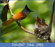 Cliquez sur l'image pour la voir en taille relle

Nom : Asian_paradise_flycatcher1.jpg
Affichages : 51
Taille : 69,8 Ko
ID : 118337