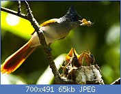 Cliquez sur l'image pour la voir en taille relle

Nom : Asian_Paradise_Flycatcher12.jpg
Affichages : 52
Taille : 65,0 Ko
ID : 118338