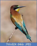 Cliquez sur l'image pour la voir en taille relle

Nom : Gupier_d'Europe_ichkeul_(Merops_apiaster)_European_Bee-eater.jpg
Affichages : 68
Taille : 64,2 Ko
ID : 122207