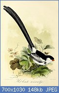 Cliquez sur l'image pour la voir en taille relle

Nom : Keulemans_Onze_vogels_1_38.jpg
Affichages : 24
Taille : 147,5 Ko
ID : 118021