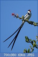 Cliquez sur l'image pour la voir en taille relle

Nom : 800px-Pin-tailed_Whydah_(14534870152).jpg
Affichages : 44
Taille : 69,1 Ko
ID : 118022