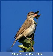 Cliquez sur l'image pour la voir en taille relle

Nom : 1024px-Pin-tailed_Whydah_(female)_(10102764443).jpg
Affichages : 27
Taille : 49,2 Ko
ID : 118025