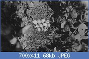 Cliquez sur l'image pour la voir en taille relle

Nom : 1280px-Photograph_of_Hungarian_Partridge_Nest_-_NARA_-_2127729.jpg
Affichages : 84
Taille : 68,0 Ko
ID : 122137