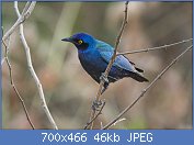 Cliquez sur l'image pour la voir en taille réelle
Nom : Purple_Glossy-Starling_-_Gambia_(32496576352).jpg
Affichages : 1323
Taille : 45,7 Ko
ID : 112924