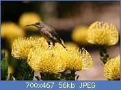 Cliquez sur l'image pour la voir en taille réelle
Nom : Sugarbird_on_yellow_pincushion_(Leucospermum)_(2914234177).jpg
Affichages : 88
Taille : 55,5 Ko
ID : 112969