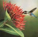 Nom : cubanbeehummingbird_01-sipping_nectar.jpg
Affichages : 137
Taille : 3,8 Ko