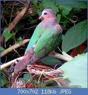 Cliquez sur l'image pour la voir en taille relle

Nom : 1280px-Asian_Emerald_Dove_IMG_6494.jpg
Affichages : 72
Taille : 118,3 Ko
ID : 117944