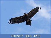 Cliquez sur l'image pour la voir en taille relle

Nom : 1280px-Wedge_tailed_eagle_in_flight04.jpg
Affichages : 25
Taille : 28,2 Ko
ID : 114311