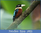 Cliquez sur l'image pour la voir en taille relle

Nom : Rufous-bellied_Kookaburra.jpg
Affichages : 29
Taille : 50,8 Ko
ID : 113015