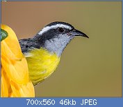 Cliquez sur l'image pour la voir en taille relle

Nom : Bananaquit_(23440881066).jpg
Affichages : 58
Taille : 45,7 Ko
ID : 113737