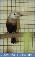 Cliquez sur l'image pour la voir en taille relle

Nom : 800px-White-headed_Munia.jpg
Affichages : 68
Taille : 102,0 Ko
ID : 119055