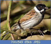 Cliquez sur l'image pour la voir en taille relle

Nom : Emberiza_schoeniclus_M.jpg
Affichages : 109
Taille : 64,6 Ko
ID : 111229