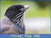 Cliquez sur l'image pour la voir en taille relle

Nom : Black-headed_Jay_Pangot_Uttarakhand_India_04.10.2014.jpg
Affichages : 67
Taille : 53,3 Ko
ID : 118455