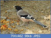 Cliquez sur l'image pour la voir en taille relle

Nom : 1280px-Black-headed_Jay_Garrulus_lanceolatus_by_Dr._Raju_Kasambe_DSCN2465_(3).jpg
Affichages : 70
Taille : 97,8 Ko
ID : 118457