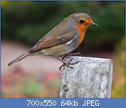 Cliquez sur l'image pour la voir en taille relle

Nom : 1024px-Erithacus_rubecula_-RHS_Garden_Harlow_Carr-8b-2c.jpg
Affichages : 22
Taille : 64,0 Ko
ID : 111282