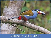 Cliquez sur l'image pour la voir en taille relle

Nom : 1280px-Plate-billed_Mountain-Toucan_1_JCB.jpg
Affichages : 63
Taille : 72,2 Ko
ID : 122188