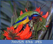 Cliquez sur l'image pour la voir en taille relle

Nom : 800px-Orange_bellied_leafbird.jpg
Affichages : 81
Taille : 87,3 Ko
ID : 118009