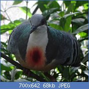 Cliquez sur l'image pour la voir en taille relle

Nom : 1024px-Bleeding_Heart_Pigeon.jpg
Affichages : 50
Taille : 67,8 Ko
ID : 117087