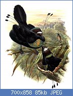 Cliquez sur l'image pour la voir en taille relle

Nom : Parotia_sefilata_by_Bowdler_Sharpe.jpg
Affichages : 29
Taille : 84,8 Ko
ID : 118044